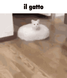 Il Gatto GIF - Il Gatto Il Gatto GIFs