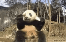 Panda Eating GIF - Panda Eating Fall GIFs