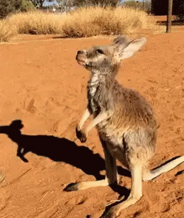 我愛你 GIF - Love You Love Kangaroo GIFs