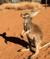 a kangaroo standing on its hind legs on a dirt field