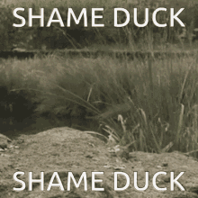 Shame Duck GIF - Shame Duck GIFs