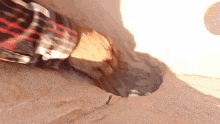 Digging Rare Giant Softshell Turtle Released Into The Wild GIF - Digging Rare Giant Softshell Turtle Released Into The Wild Egg GIFs