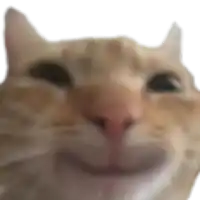a close up of a cat 's face with its mouth open .