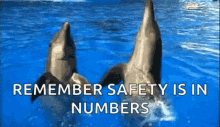 Dolphins Safety Is In Numbers GIF - Dolphins Safety Is In Numbers GIFs