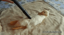 A Duck That Actually Sits Still To Be Vacuumed GIF