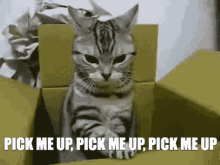 Cat In Box Angry Cat GIF - Cat In Box Angry Cat GIFs