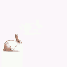 Bunny Hopping GIFs | Tenor
