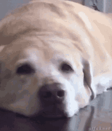 Happy Dog Dog GIF - Happy Dog Dog GIFs