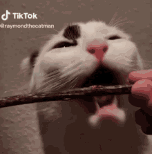 Cat Bite Stick Funny Tik Tok Cat GIF - Cat Bite Stick Funny Tik Tok Cat Cat GIFs