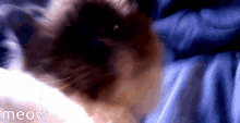Cat Petting Cat GIF - Cat Petting Cat Cute GIFs