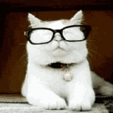 Cat Smile GIF - Cat Smile Glasses GIFs