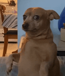 Cachorro Sentado No Sofá Dog GIF - Cachorro Sentado No Sofá Dog Meme GIFs