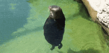 Loading... GIF - Otter Spin Spinning GIFs