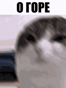 Oh The Misery Wawa Cat GIF - Oh The Misery Wawa Cat Wawa GIFs