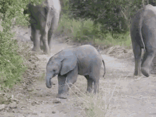 Brave Little Elephant GIF - Brave Elephant Charge GIFs