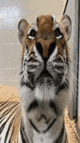 a close up of a tiger 's face with its mouth open