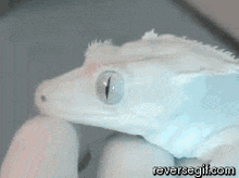 a white lizard is being held in someone 's hand with reversegif.com written on the bottom