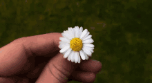 Flower Spinning GIF