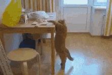 Cat Reach GIF - Cat Reach Food GIFs