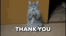 Thank You Cat GIF - Thank You Cat GIFs