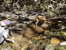 a man and a dog are playing in a river