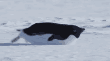 Slide Penguin GIF - Slide Penguin GIFs