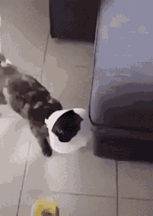 Cat Slow Reaction GIF - Cat Slow Reaction GIFs