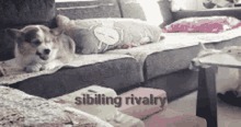Dogs Siblings GIF - Dogs Siblings Day GIFs