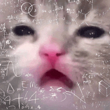 Math Car GIF - Math Car Cat GIFs