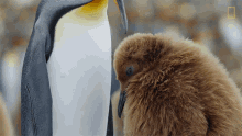 Getting Groomed National Geographic GIF - Getting Groomed National Geographic Penguins GIFs