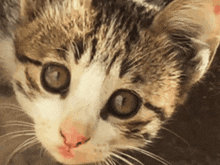 Kitten Momo'S Sound Diary GIF - Kitten Momo'S Sound Diary Okapi GIFs