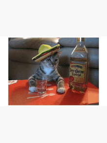 a cat wearing a sombrero next to a bottle of jose cuervo