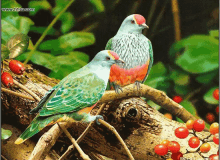 doves bird fruit tree perch