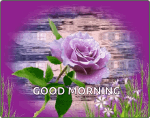 Good Morning Flowers GIF - Good Morning Flowers Rose GIFs