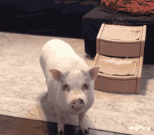 Pig Fat GIF