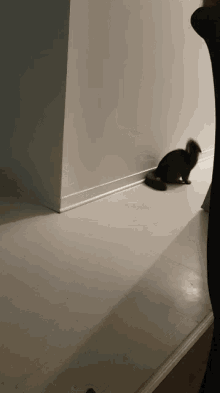 Crazy Nothing To See Here GIF - Crazy Nothing To See Here Cat GIFs