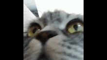 a close up of a cat 's face looking at the camera with yellow eyes .