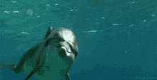 Watcha Doin GIF - Dolphin Hi Hey GIFs