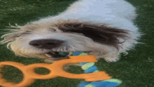 Maeve Maevey Moomoo Maeveymoo Dog GIF - Maeve Maevey Moomoo Maeveymoo Dog Playing GIFs