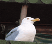 Screaming Bird Alarm Clock GIF - Screaming Bird Alarm Clock Wake Up GIFs