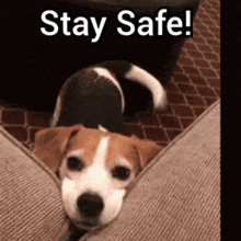 Stay Safe Safety Dog GIF - Stay Safe Safety Dog Wagging Dog GIFs