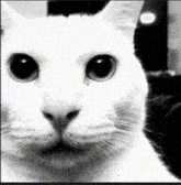 Uncanny Cat Robert Helpmann GIF - Uncanny Cat Robert Helpmann GIFs