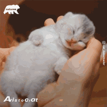 Kitten Cute GIF - Kitten Cute Kitty GIFs