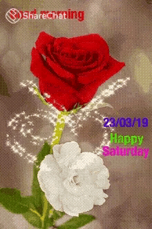Happy Saturday Happy Day GIF - Happy Saturday Happy Day Roses GIFs