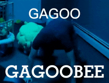 catpersonn gagoobee