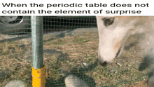 Borzoigaming Element Of Surprise GIF - Borzoigaming Borzoi Element Of Surprise GIFs