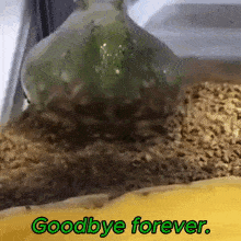 a frog is sitting in a container with the words goodbye forever written on it .