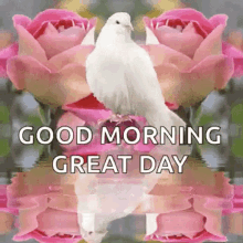 Good Morning Great Day GIF - Good Morning Great Day Birds GIFs