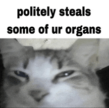 a close up of a cat 's face with the words politely steals some of ur organs below it