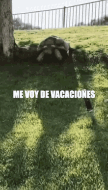 Vacaciones Tortuga Out Of The Office GIF - Vacaciones Tortuga Out Of The Office Vacaciones GIFs